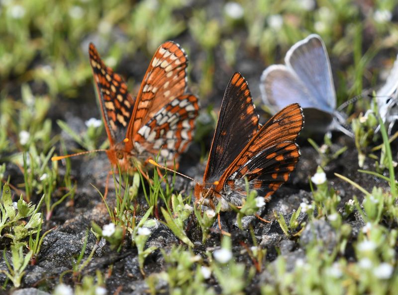Anicia Checkerspot: Euphydryas anicia