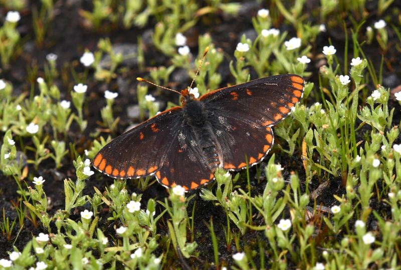 Anicia Checkerspot: Euphydryas anicia