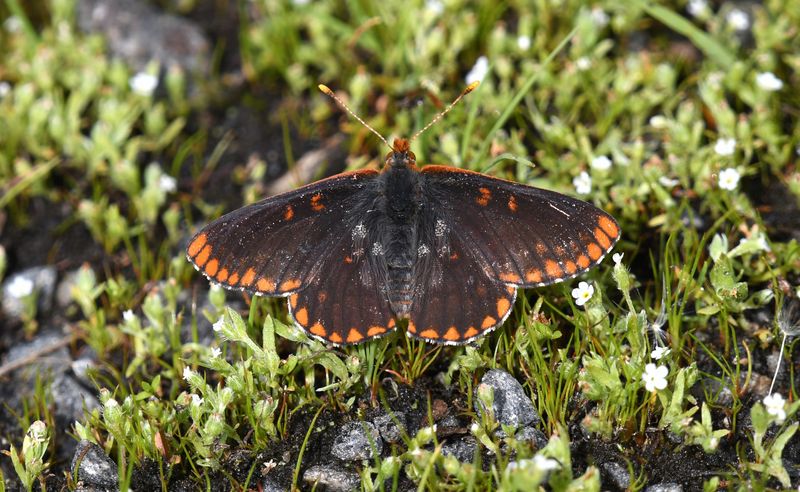 Anicia Checkerspot: Euphydryas anicia