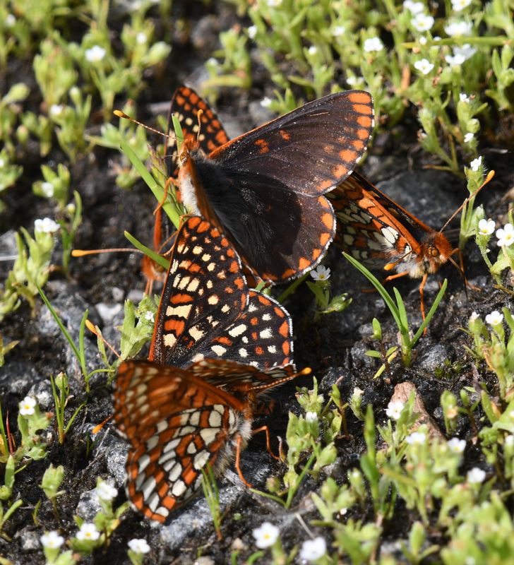 Anicia Checkerspot: Euphydryas anicia