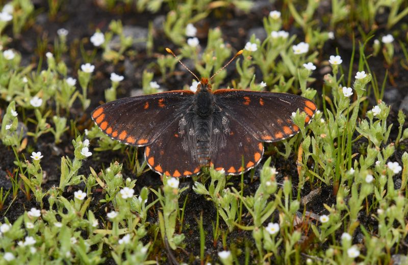 Anicia Checkerspot: Euphydryas anicia