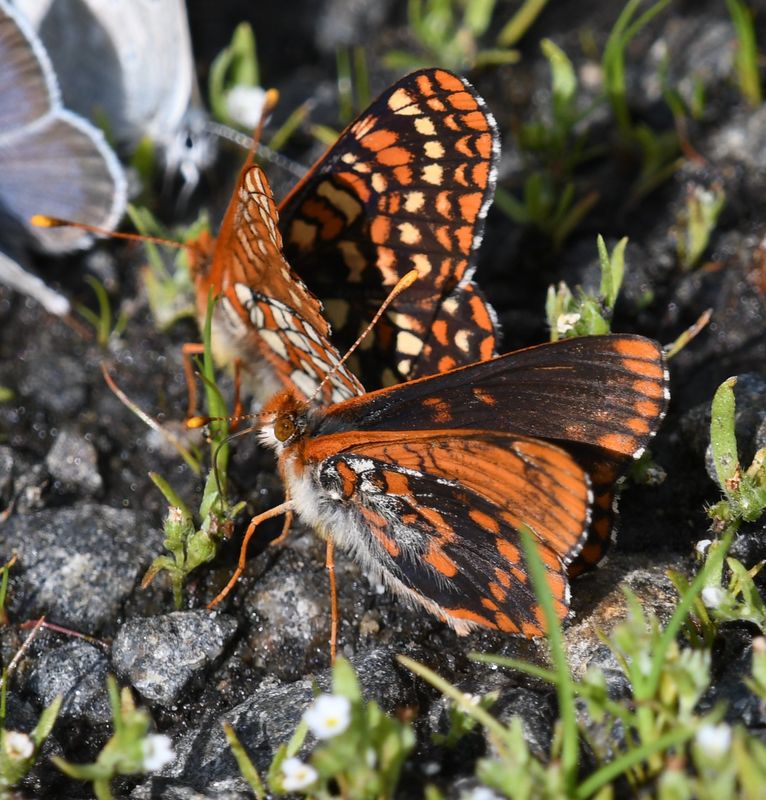 Anicia Checkerspot: Euphydryas anicia