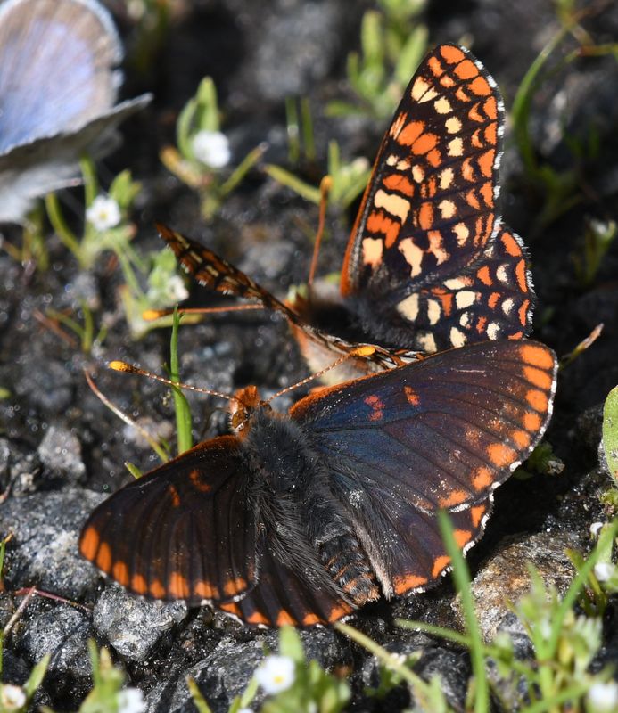 Anicia Checkerspot: Euphydryas anicia