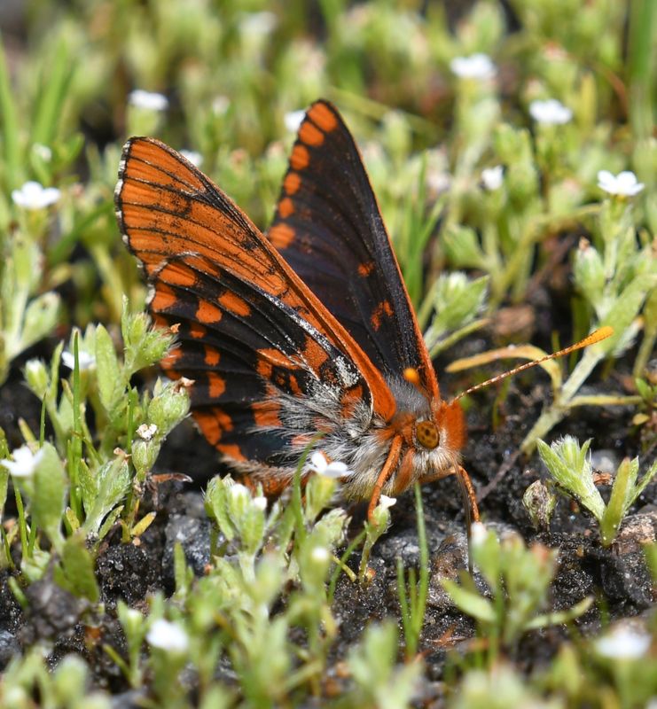 Anicia Checkerspot: Euphydryas anicia