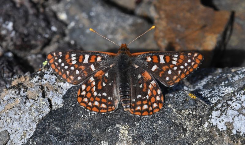 Anicia Checkerspot: Euphydryas anicia