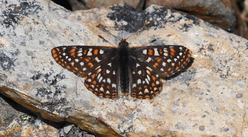 Anicia Checkerspot: Euphydryas anicia