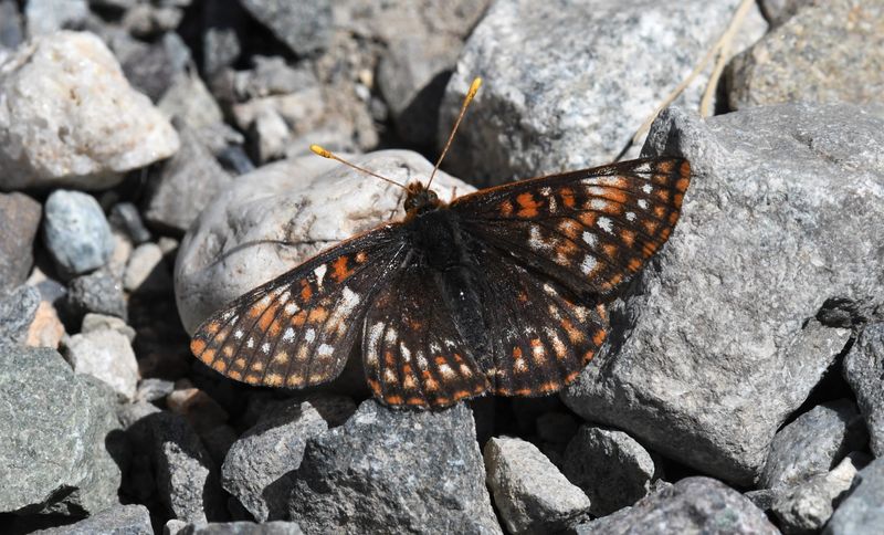 Anicia Checkerspot: Euphydryas anicia
