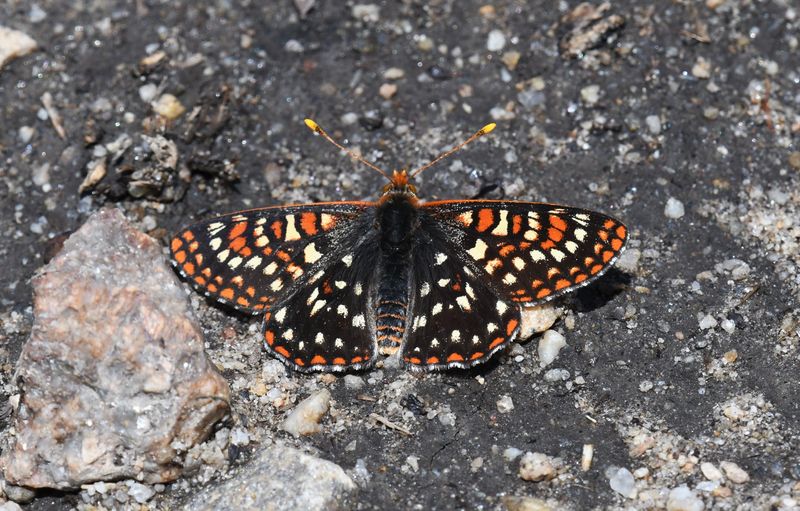 Anicia Checkerspot: Euphydryas anicia