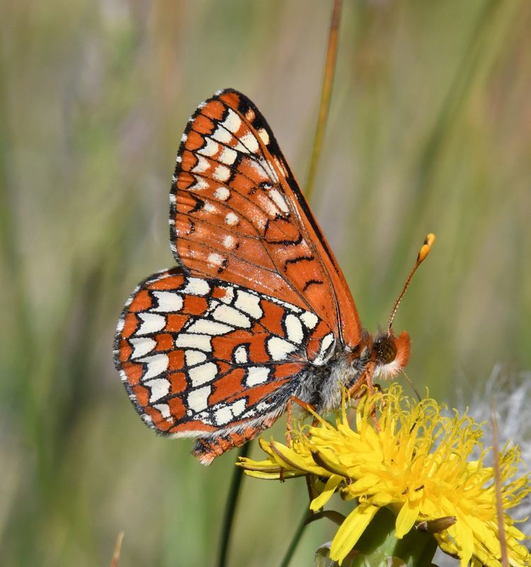 Anicia Checkerspot: Euphydryas anicia