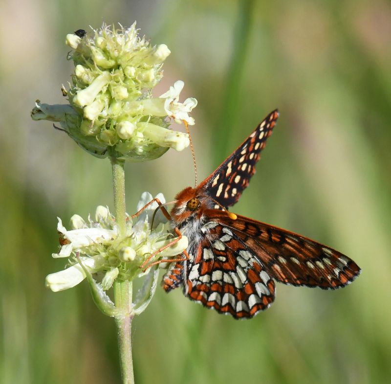 Anicia Checkerspot: Euphydryas anicia
