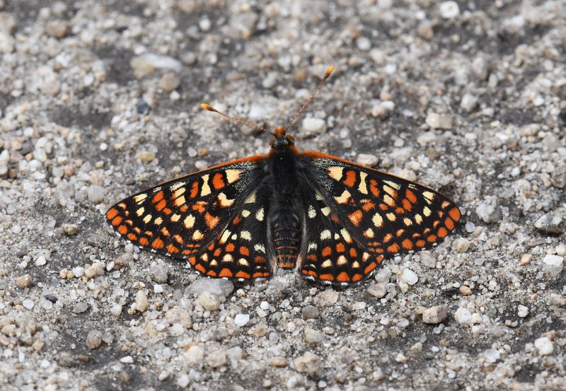 Anicia Checkerspot: Euphydryas anicia