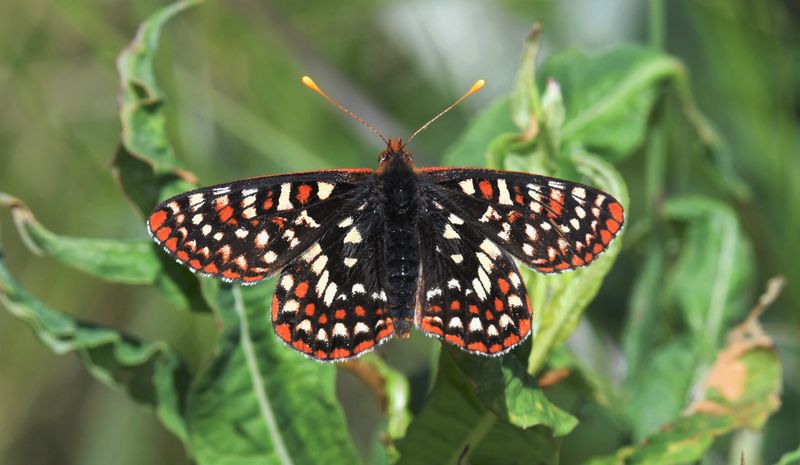 Anicia Checkerspot: Euphydryas anicia