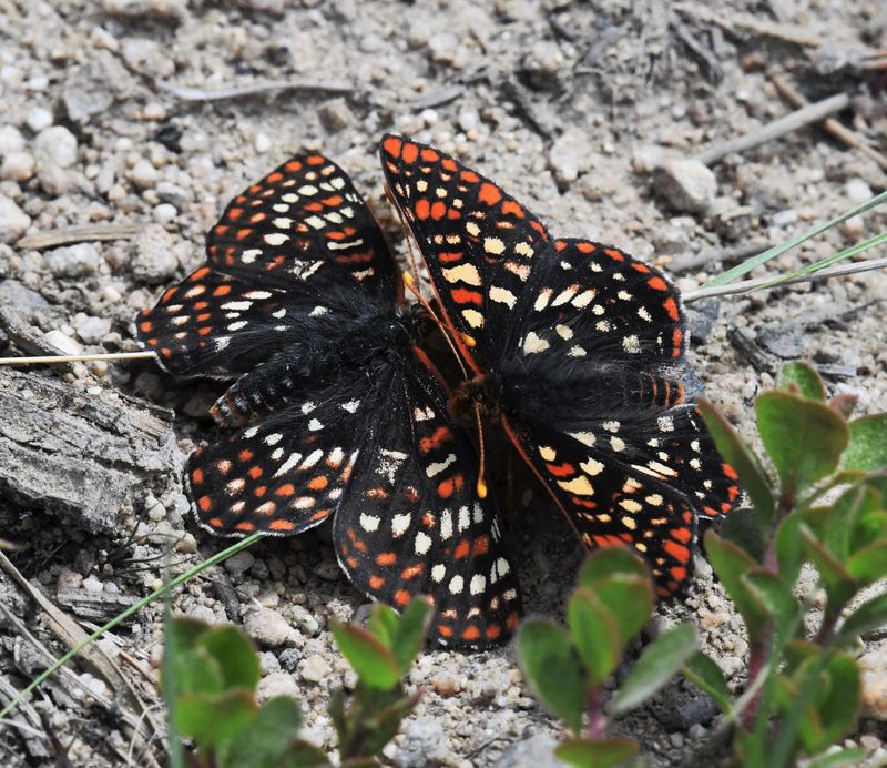 Anicia Checkerspot: Euphydryas anicia