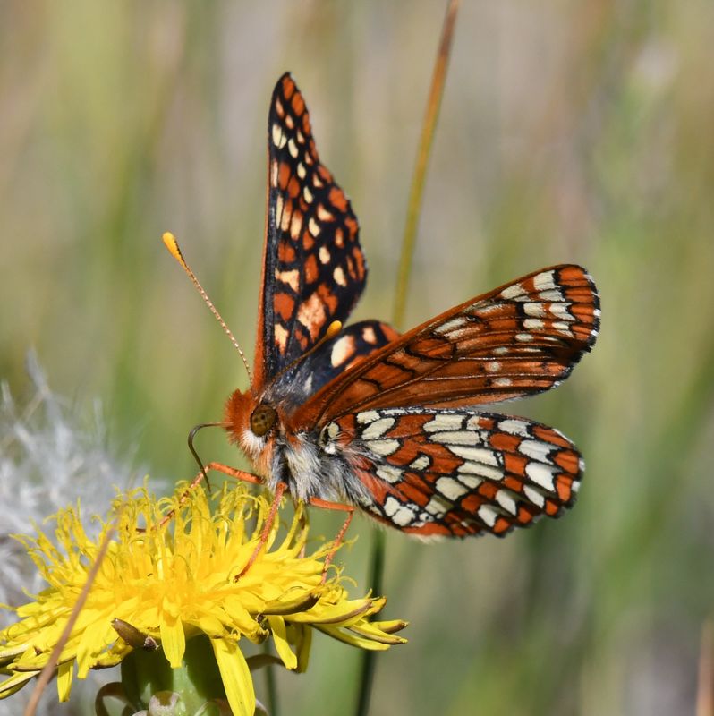 Anicia Checkerspot: Euphydryas anicia