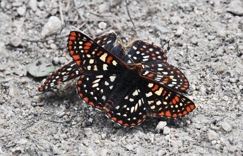 Anicia Checkerspot: Euphydryas anicia