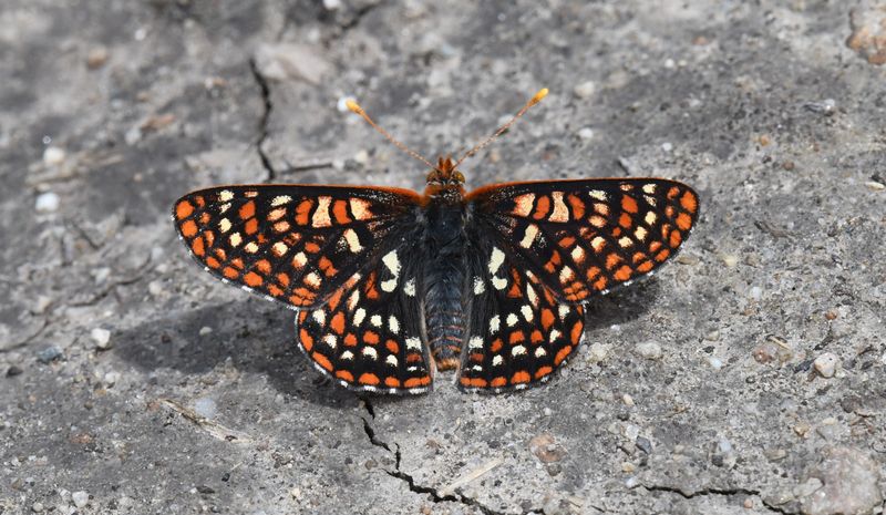 Anicia Checkerspot: Euphydryas anicia