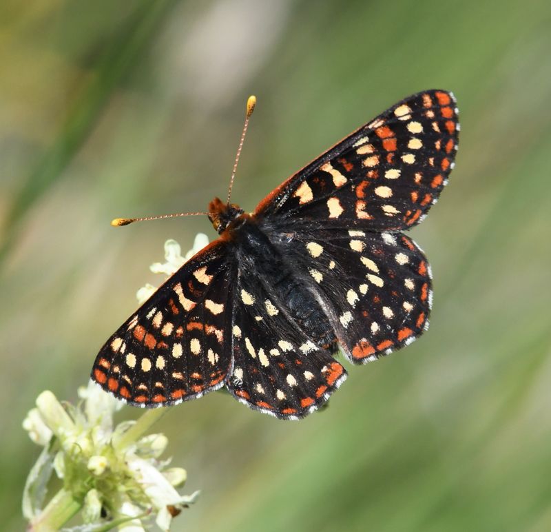 Anicia Checkerspot: Euphydryas anicia