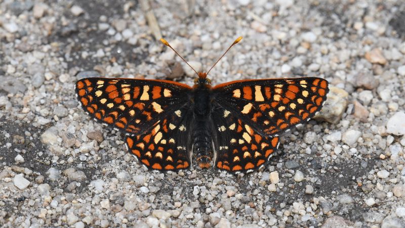 Anicia Checkerspot: Euphydryas anicia