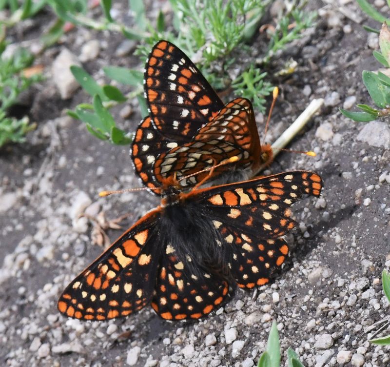 Anicia Checkerspot: Euphydryas anicia