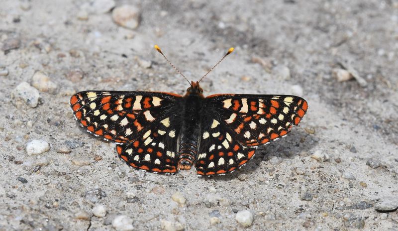 Anicia Checkerspot: Euphydryas anicia