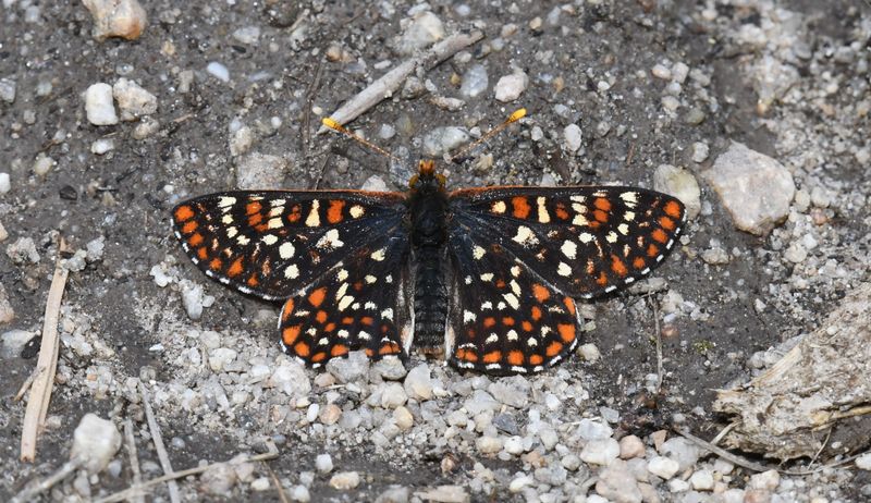 Anicia Checkerspot: Euphydryas anicia