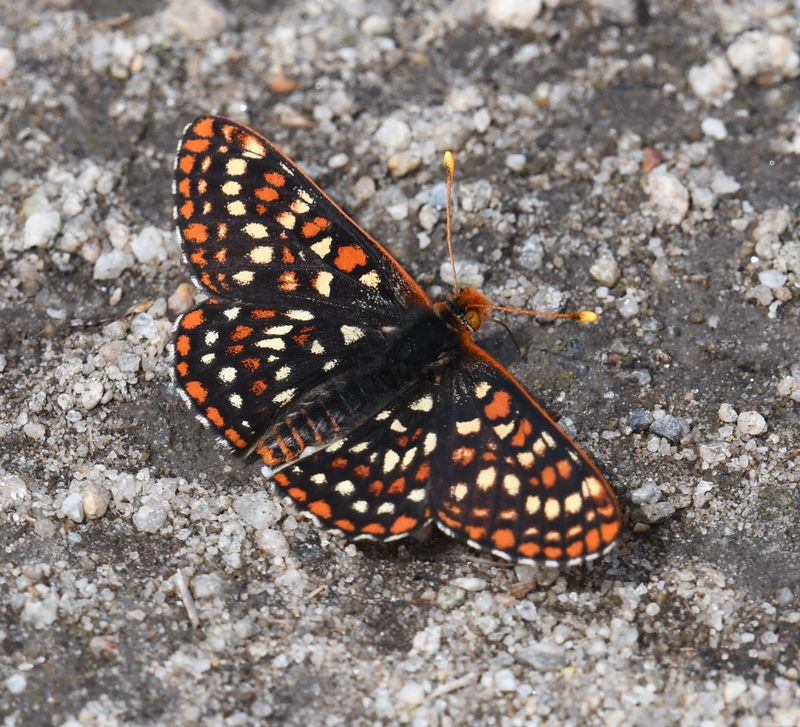 Anicia Checkerspot: Euphydryas anicia