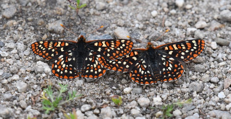 Anicia Checkerspot: Euphydryas anicia