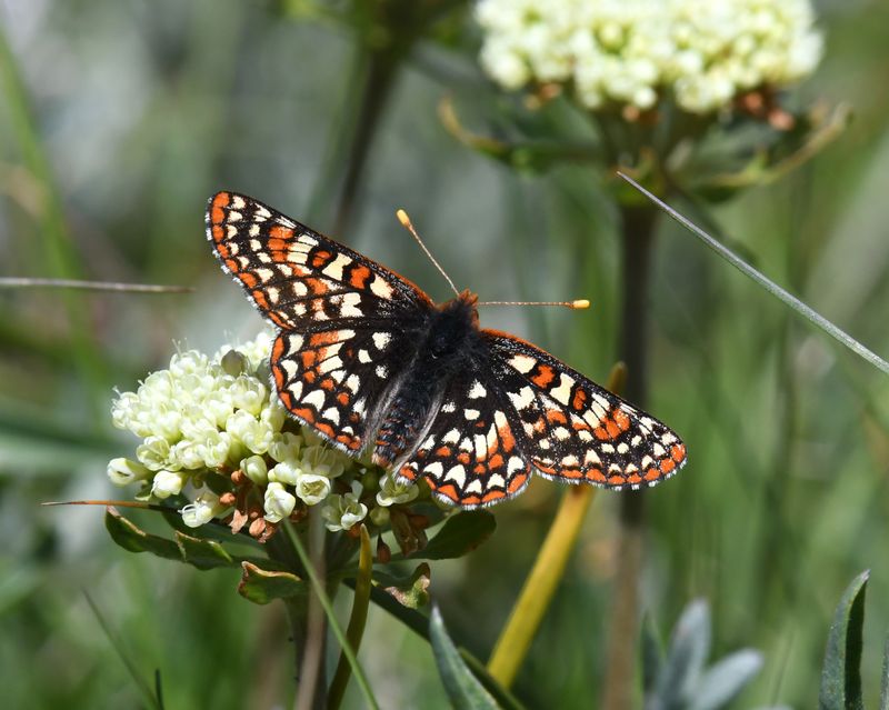 Anicia Checkerspot: Euphydryas anicia
