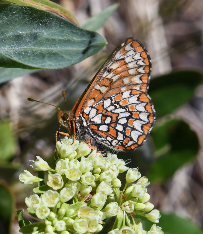 Anicia Checkerspot: Euphydryas anicia