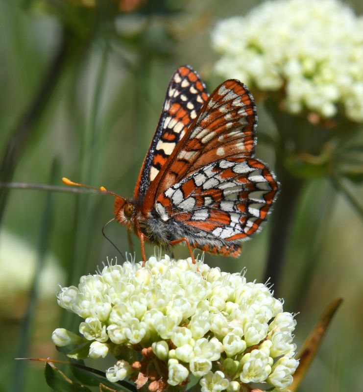 Anicia Checkerspot: Euphydryas anicia