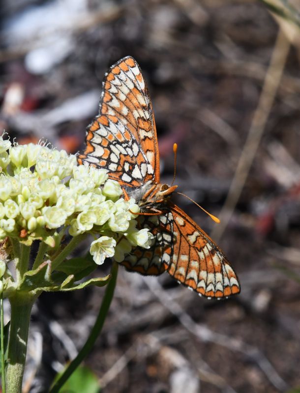 Anicia Checkerspot: Euphydryas anicia