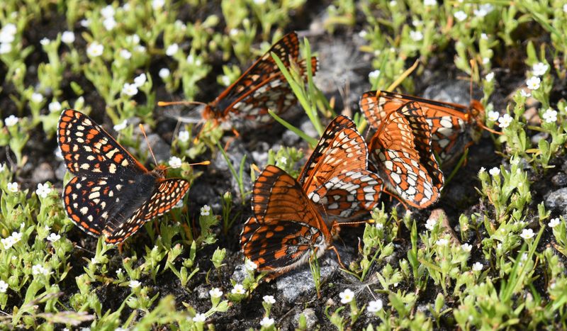 Anicia Checkerspot: Euphydryas anicia