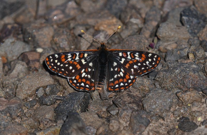Edith's Checkerspot: Euphydryas editha