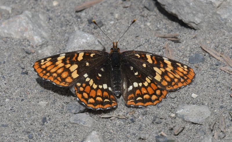 Hoffmann's Checkerspot: Chlosyne hoffmanni