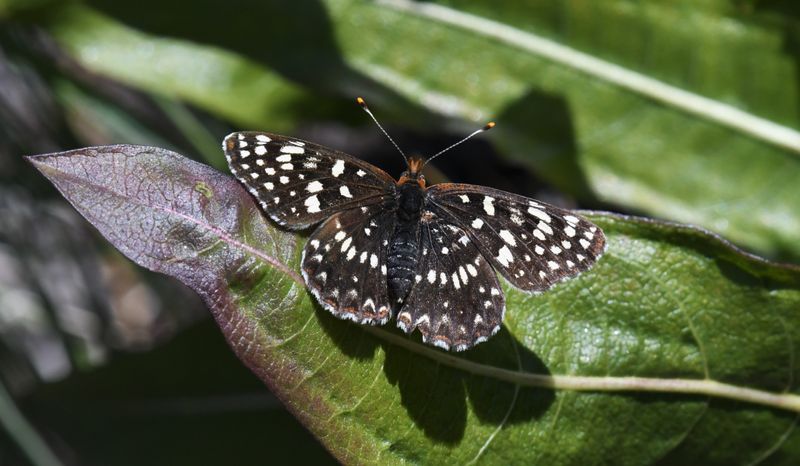Northern Checkerspot: Chlosyne palla