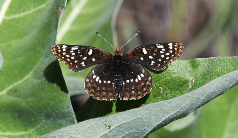 Northern Checkerspot: Chlosyne palla