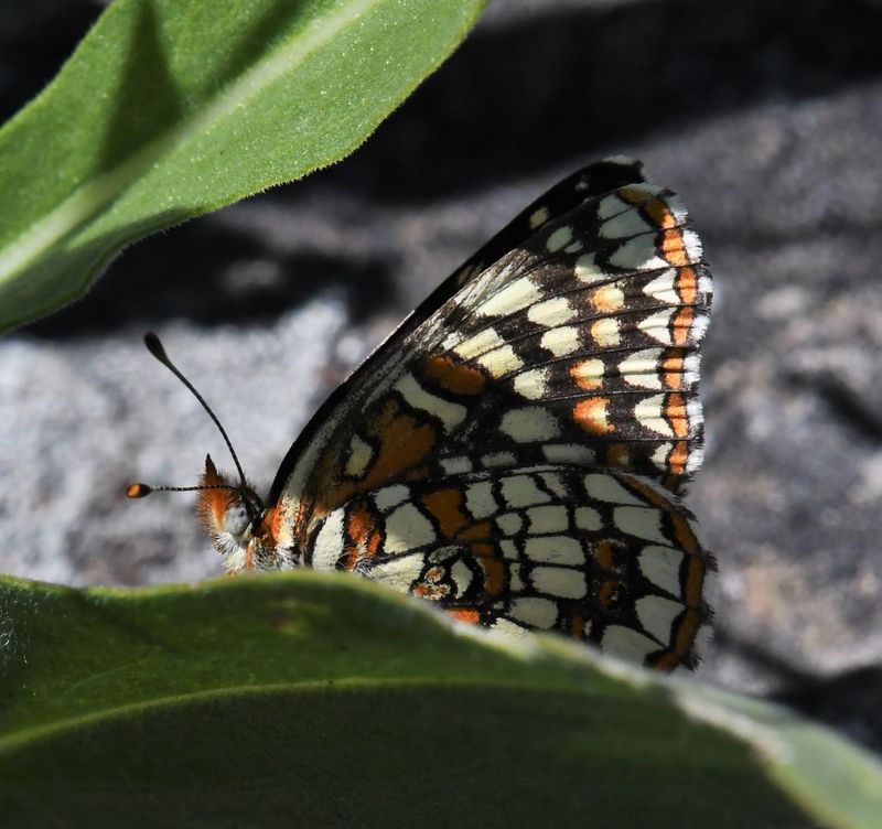 Northern Checkerspot: Chlosyne palla