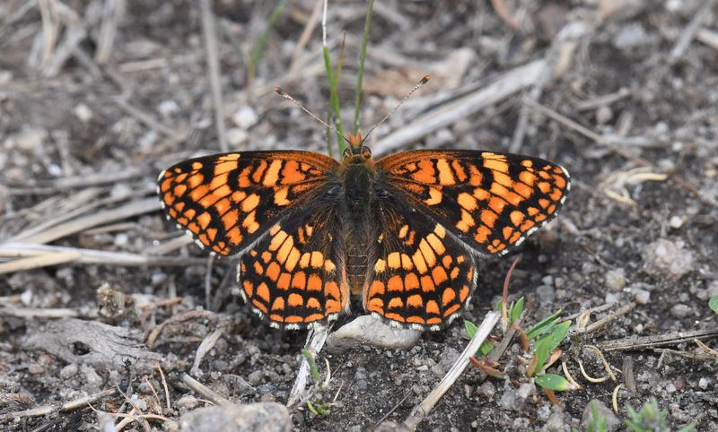 Northern Checkerspot: Chlosyne palla