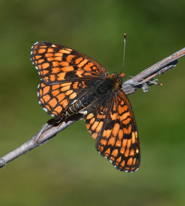 Northern Checkerspot: Chlosyne palla