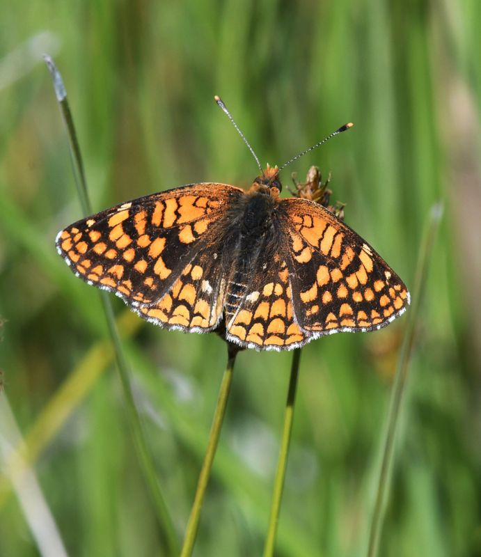 Northern Checkerspot: Chlosyne palla