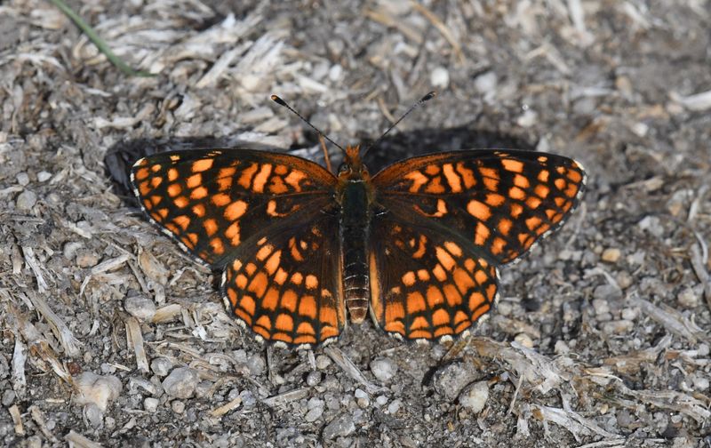Northern Checkerspot: Chlosyne palla