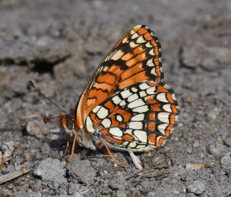 Northern Checkerspot: Chlosyne palla