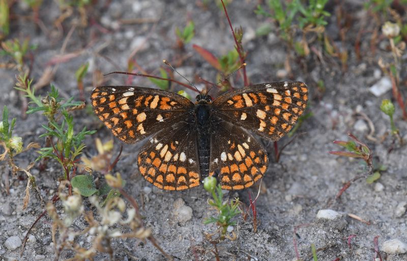 Northern Checkerspot: Chlosyne palla