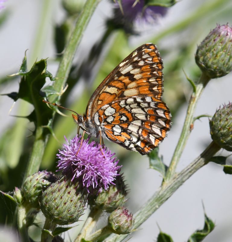 Northern Checkerspot: Chlosyne palla