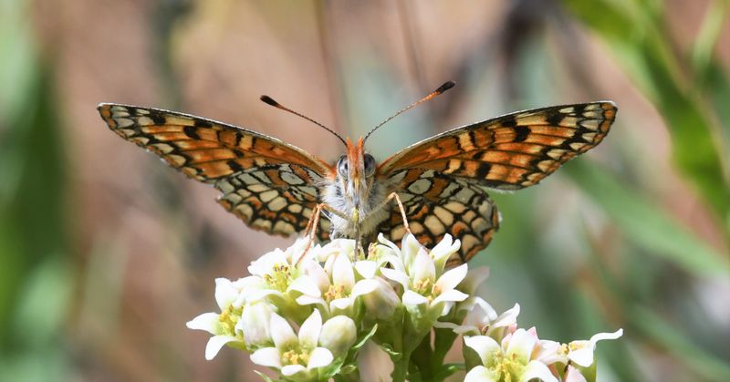 Sagebrush Northern Checkerspot: Chlosyne palla sterope