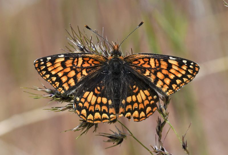 Sagebrush Northern Checkerspot: Chlosyne palla sterope