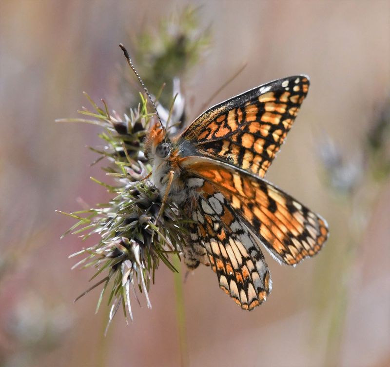 Sagebrush Northern Checkerspot: Chlosyne palla sterope
