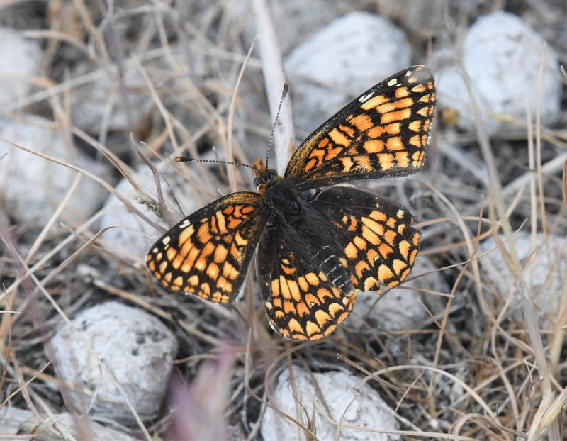 Sagebrush Northern Checkerspot: Chlosyne palla sterope