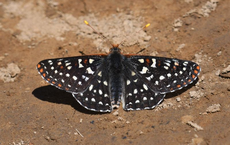 Snowberry Checkerspot: Euphydryas colon