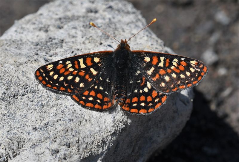 Snowberry Checkerspot: Euphydryas colon
